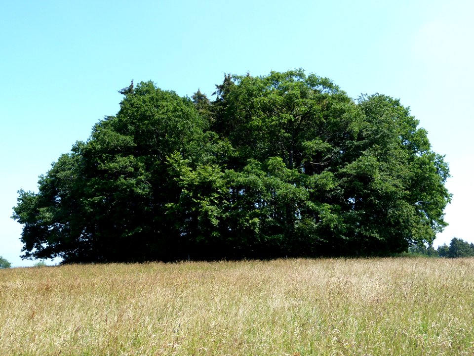 Burg-Reuland-Tumulus van Hochtumsknopf (3)