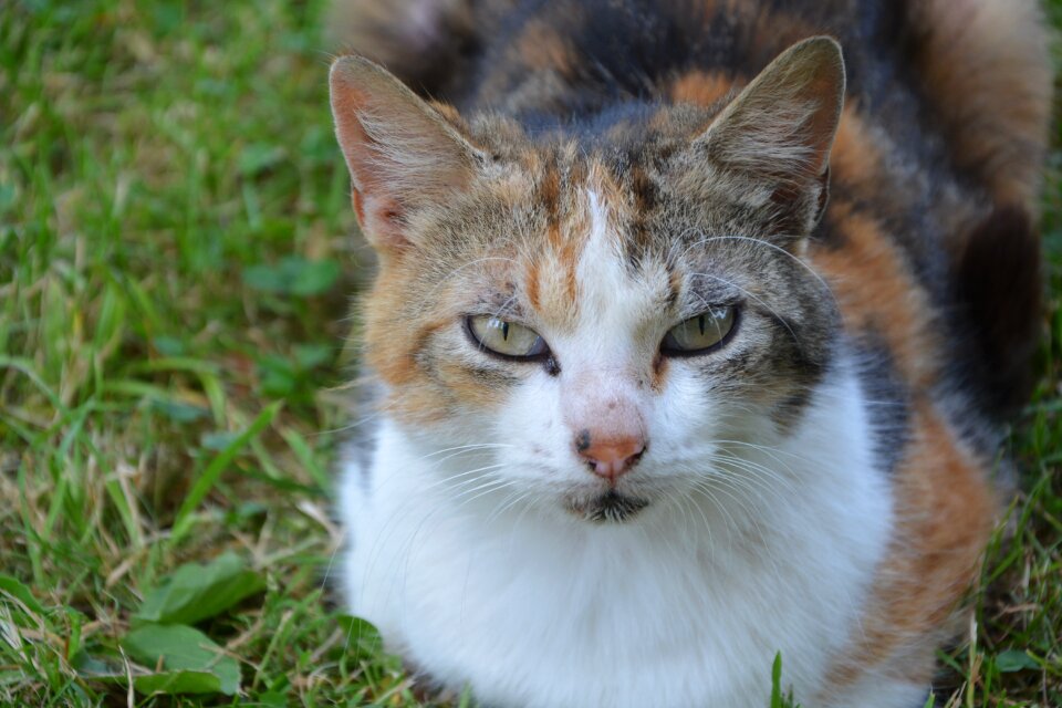 Feline domestic animal company
