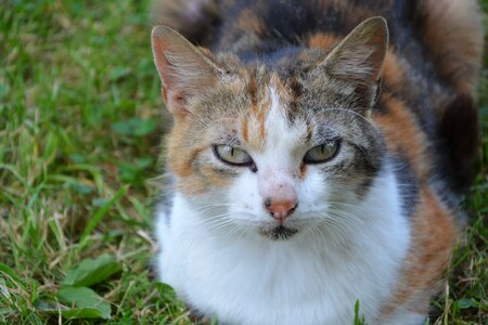 Feline domestic animal company