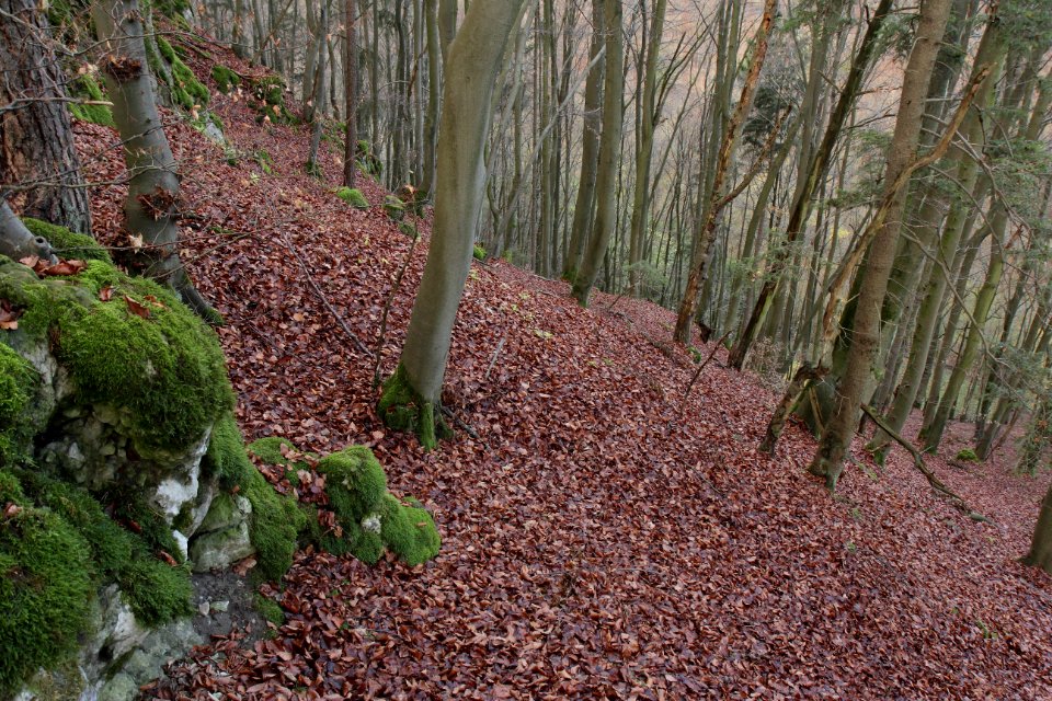 Burgstall Altes Schloss (Affalterthal)13