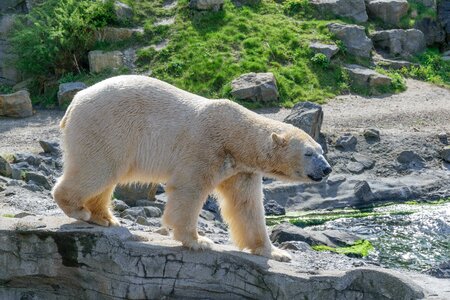 White bear predator fur