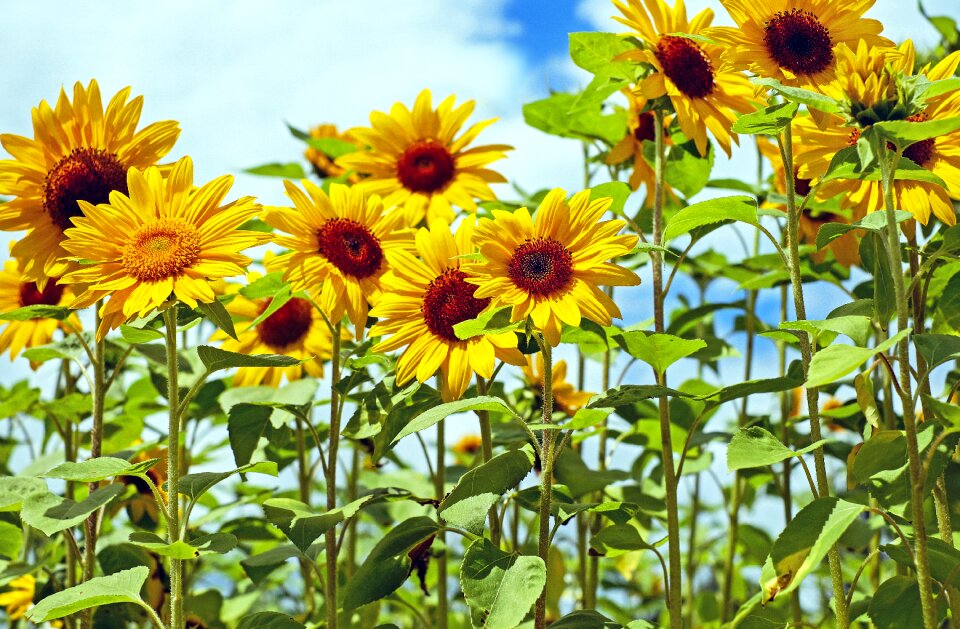 Bloom yellow sunflower field