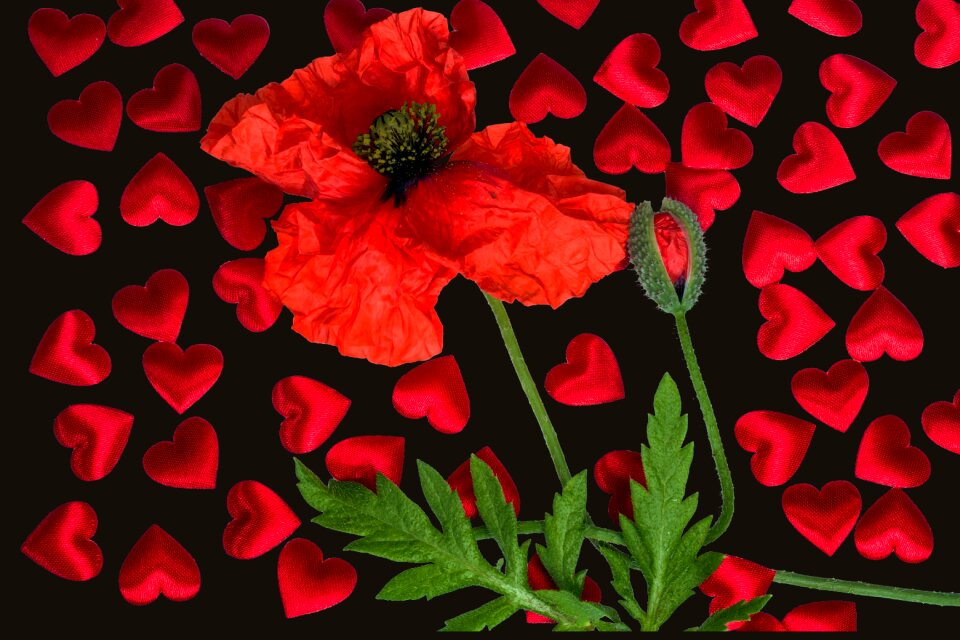 Poppy flower klatschmohn blossom