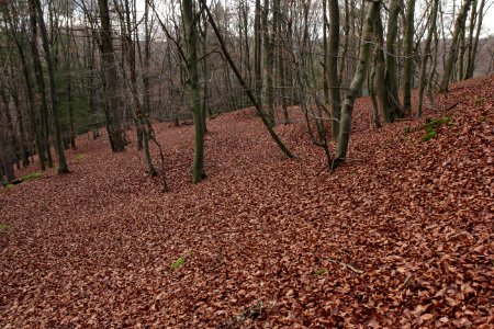 Burgstall Altes Schloss (Affalterthal)19