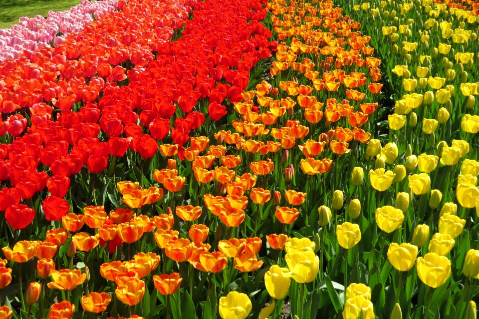 Spring flowers holland