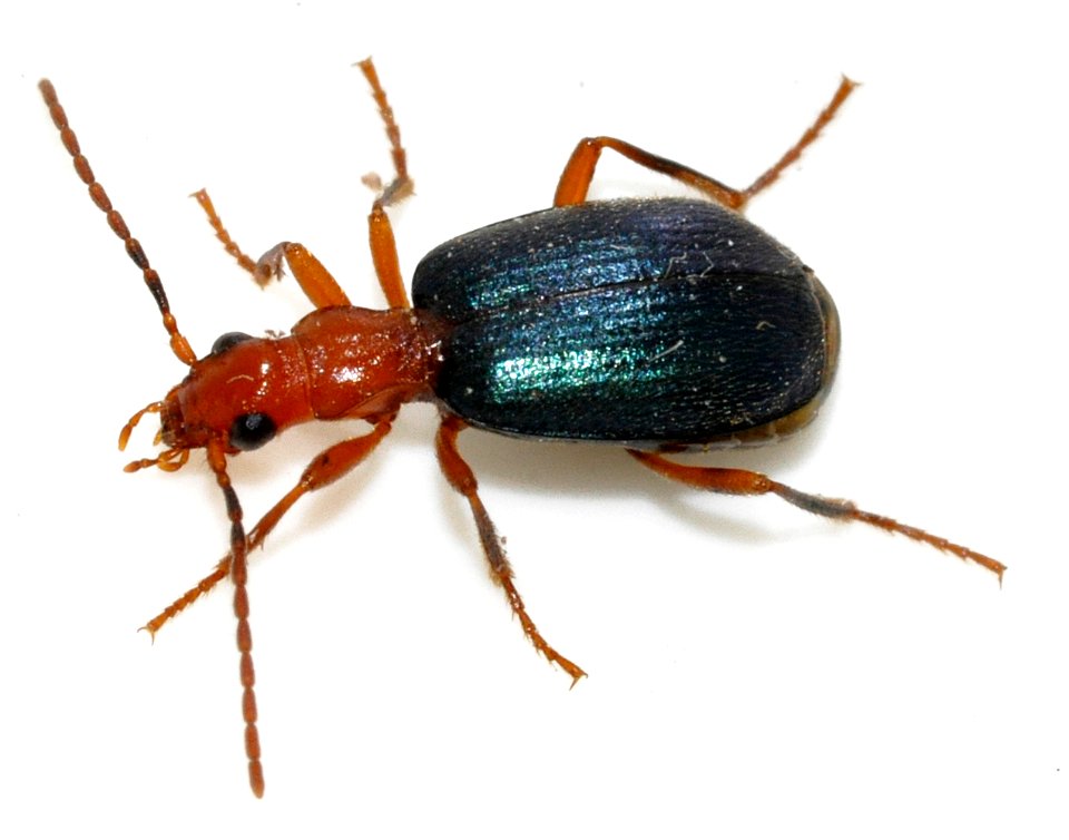 Brachinus-explodens-01-fws