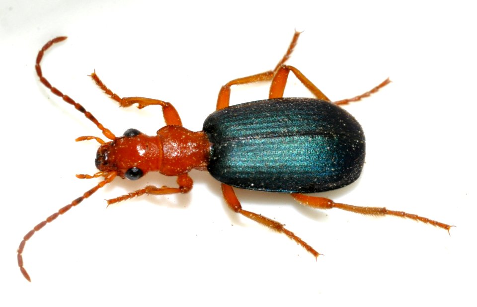 Brachinus-crepitans-08-fws