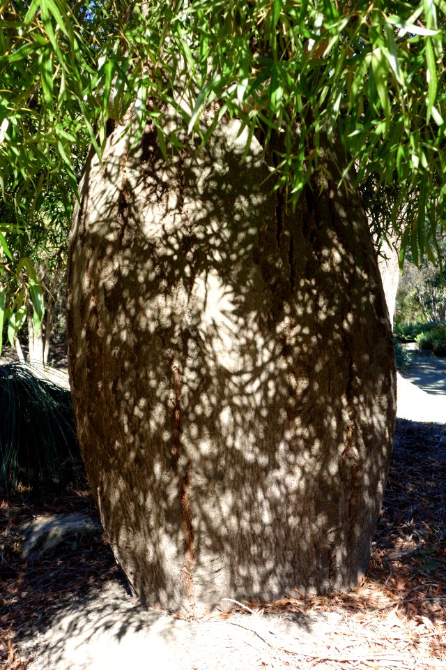 Brachychiton rupestris - Leaning Pine Arboretum - DSC05439