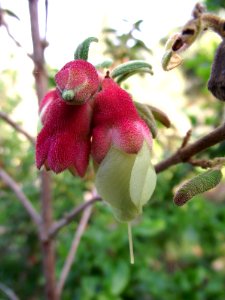 Brachyotum ledifolium