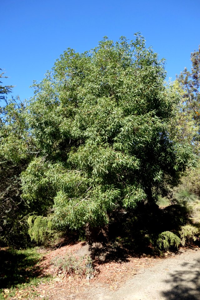 Brachychiton rupestris - Leaning Pine Arboretum - DSC05428