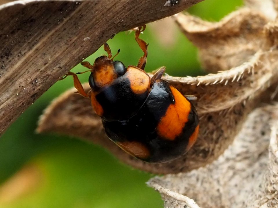 Brachiacantha dentipes 112840918