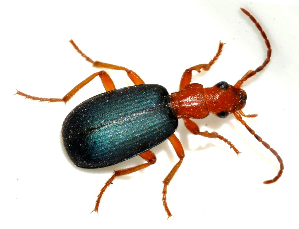 Brachinus-crepitans-06-fws