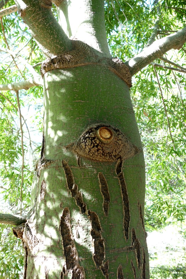Brachychiton rupestris - Leaning Pine Arboretum - DSC05432