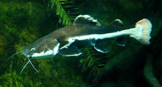 Brachyplatystoma filamentosum Riesen Antennenwels