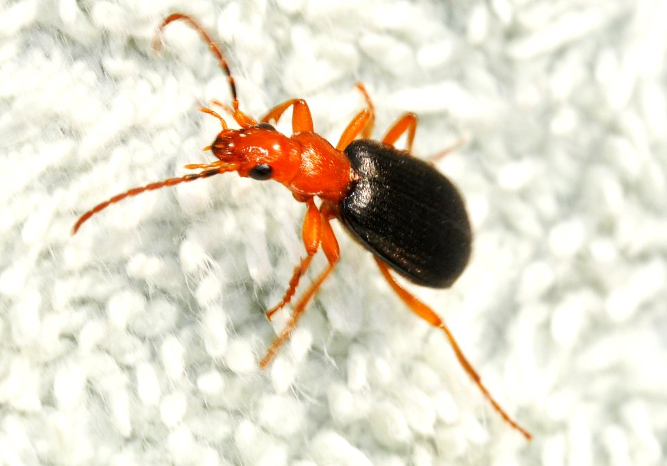 Brachinus-crepitans-03-fws