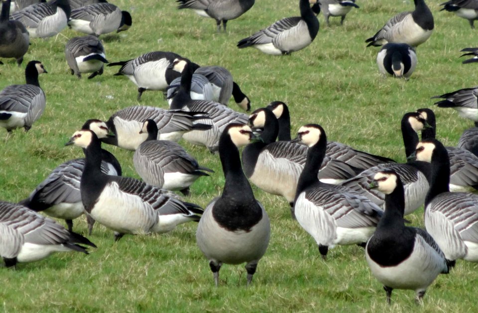 Brandganzen in de Binnen-Uiterdijk