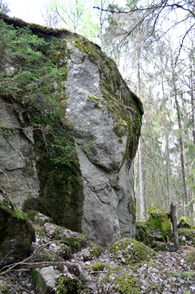 Brant - Hvalstaskogen 3