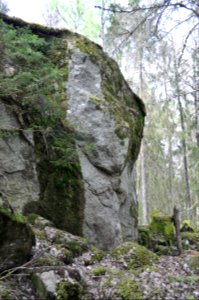 Brant - Hvalstaskogen 3