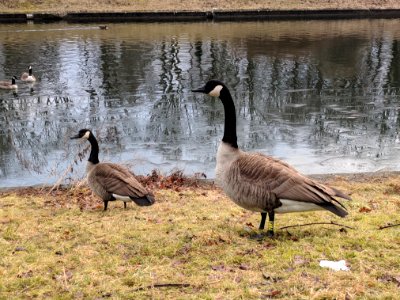 Branta canadensis 3