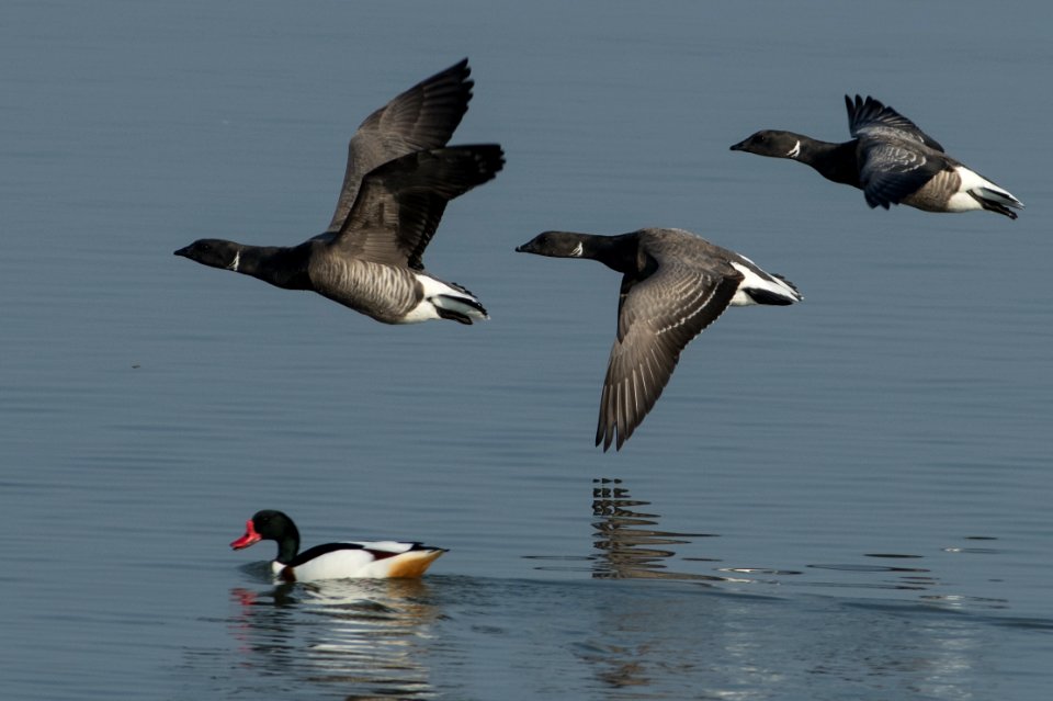 Branta bernicla in flight
