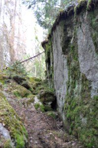 Brant - Hvalstaskogen 2