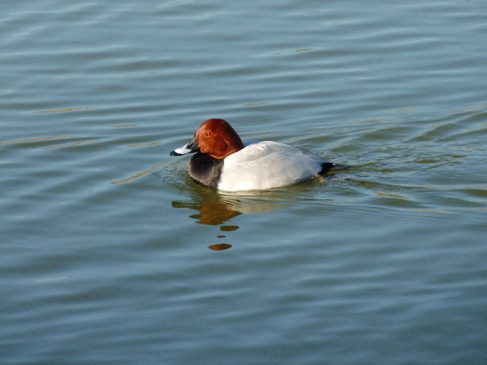 Animal duck water fowl