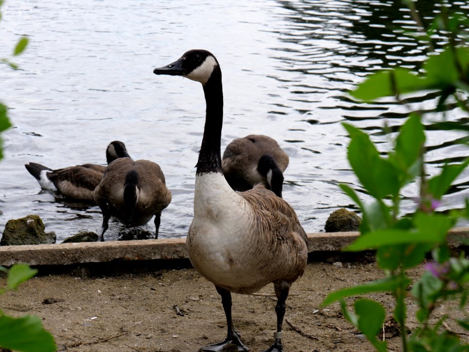 Branta canadensis at Maselakebucht 2019-07-07 02