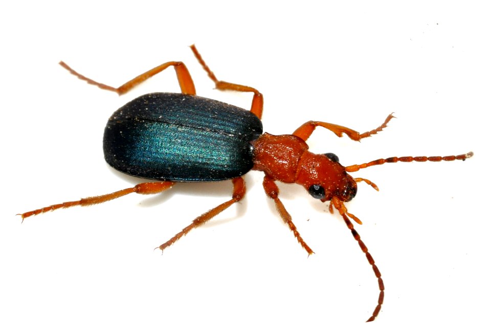 Brachinus-crepitans-09-fws