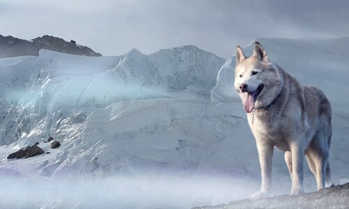 Ice age winter climate