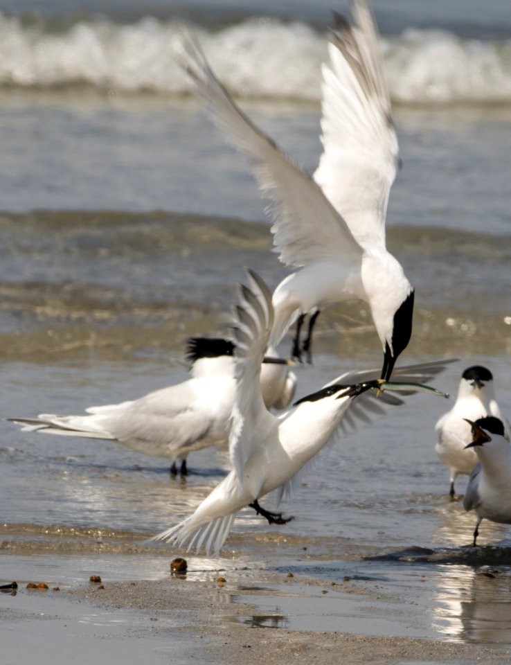 Brandseeschwalbe vor Helgoland