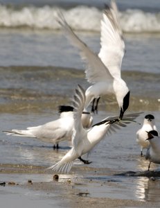 Brandseeschwalbe vor Helgoland