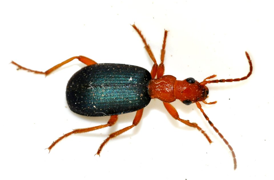 Brachinus-crepitans-12-fws
