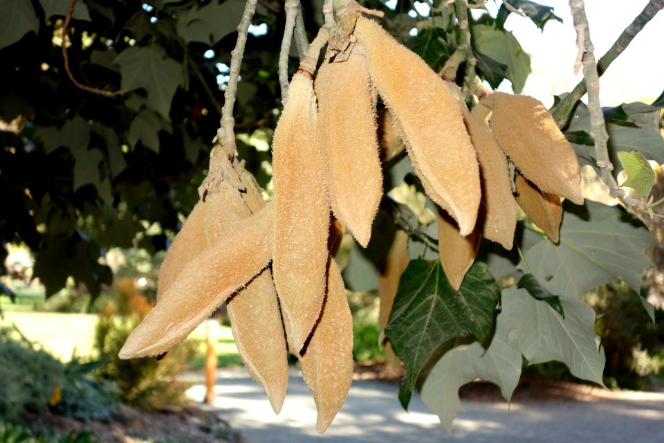 Brachychiton discolor - Leaning Pine Arboretum - DSC05419