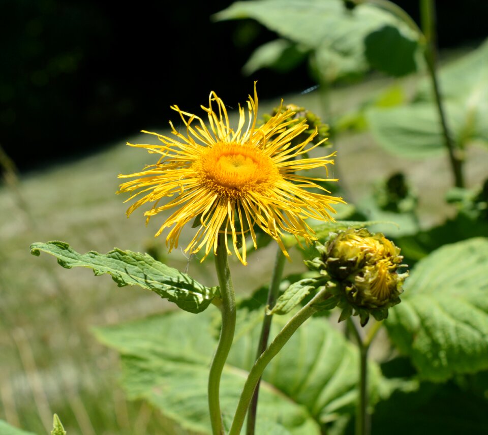 Shrub wild flower yellow