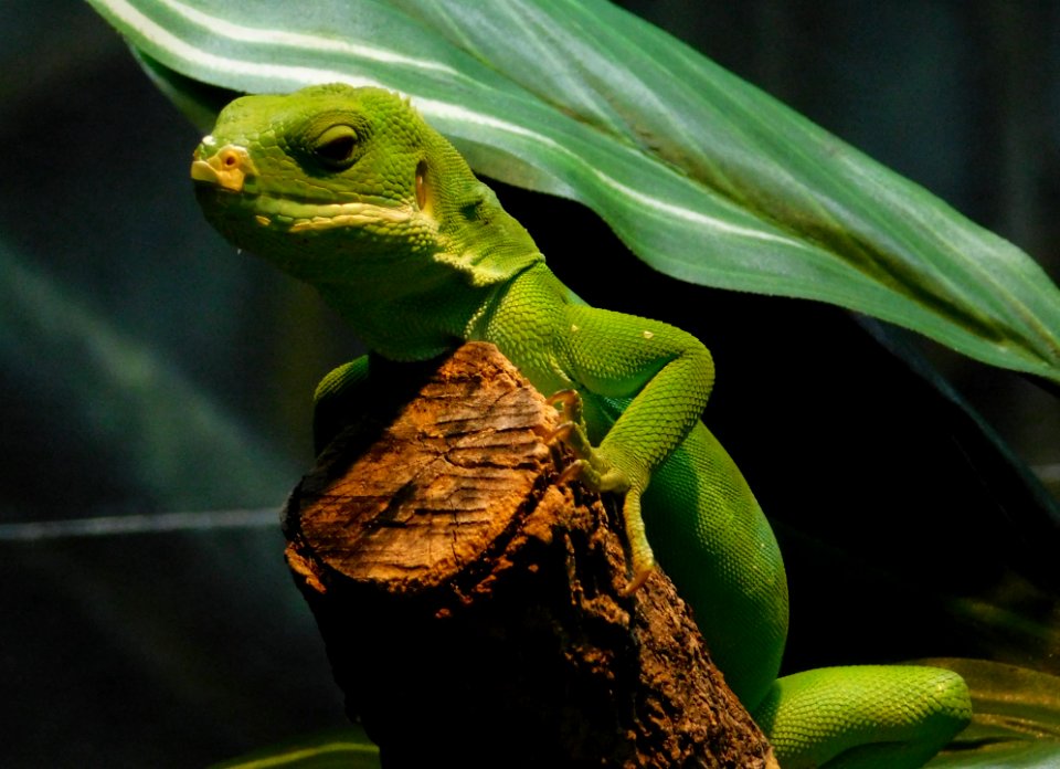 Brachylophus bulabula sdzoo