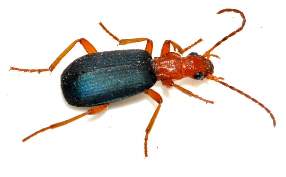 Brachinus-crepitans-07-fws