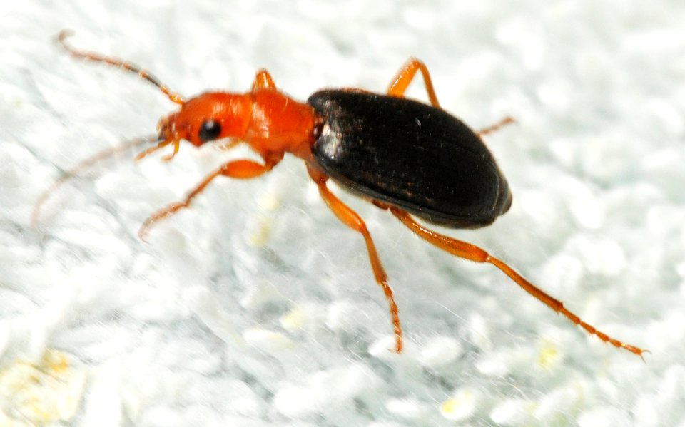 Brachinus-crepitans-04-fws