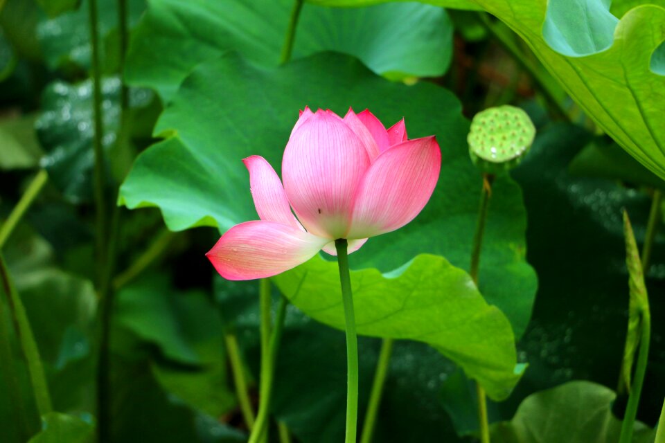 Lotus lotus leaf flower