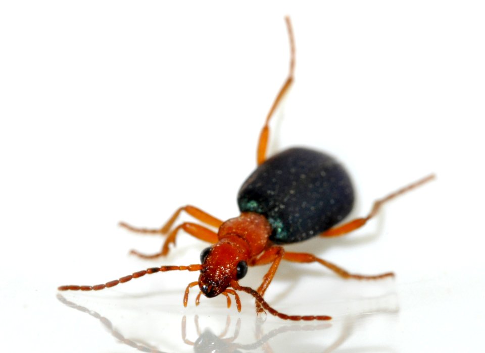 Brachinus-crepitans-05-fws
