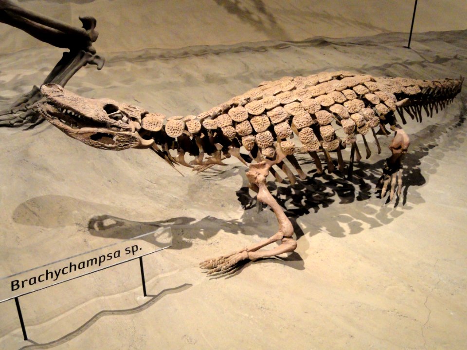 Brachychampsa sp. - Natural History Museum of Utah - DSC07238