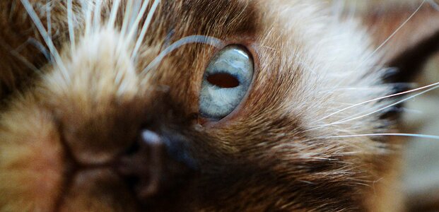 Blue eye thoroughbred dear