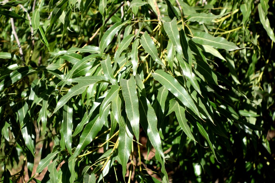 Brachychiton rupestris - Leaning Pine Arboretum - DSC05430