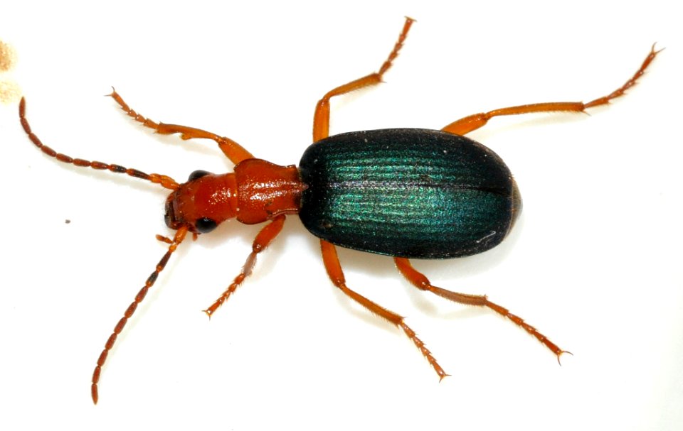 Brachinus-crepitans-13-fws