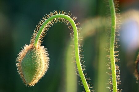Green plant stengel