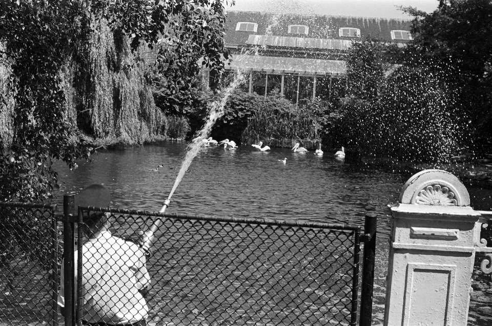 Brandweer vult vijvers bij in Artis, Amsterdam, Bestanddeelnr 928-6802