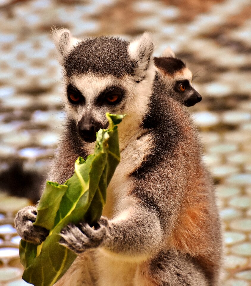 Mother child cute