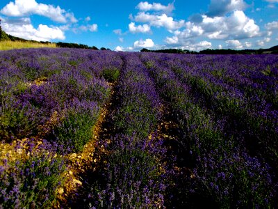 Lavender cultivation lavender flowers true lavender photo