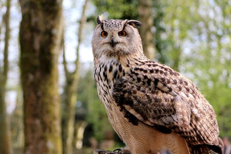 Nature wildlife wild
