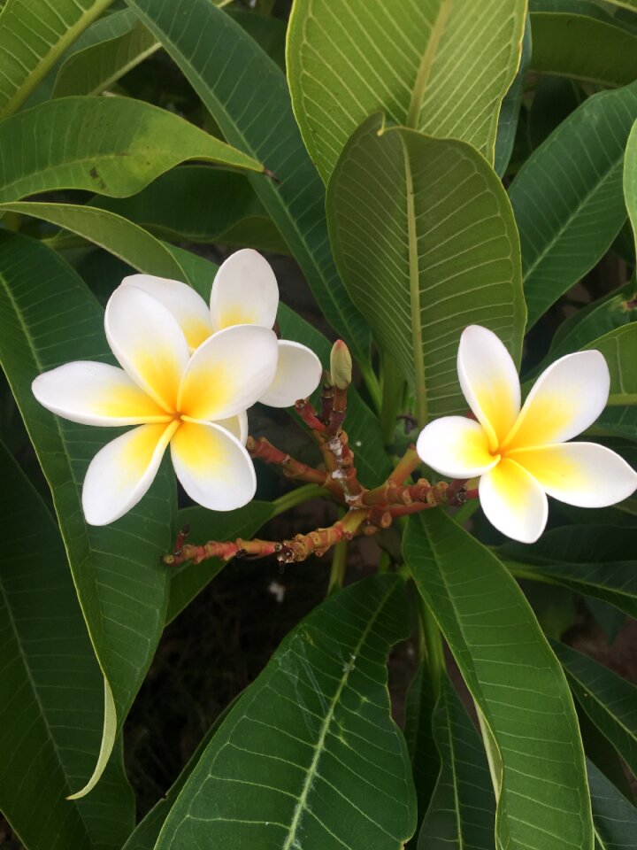 Floral freshness bloom