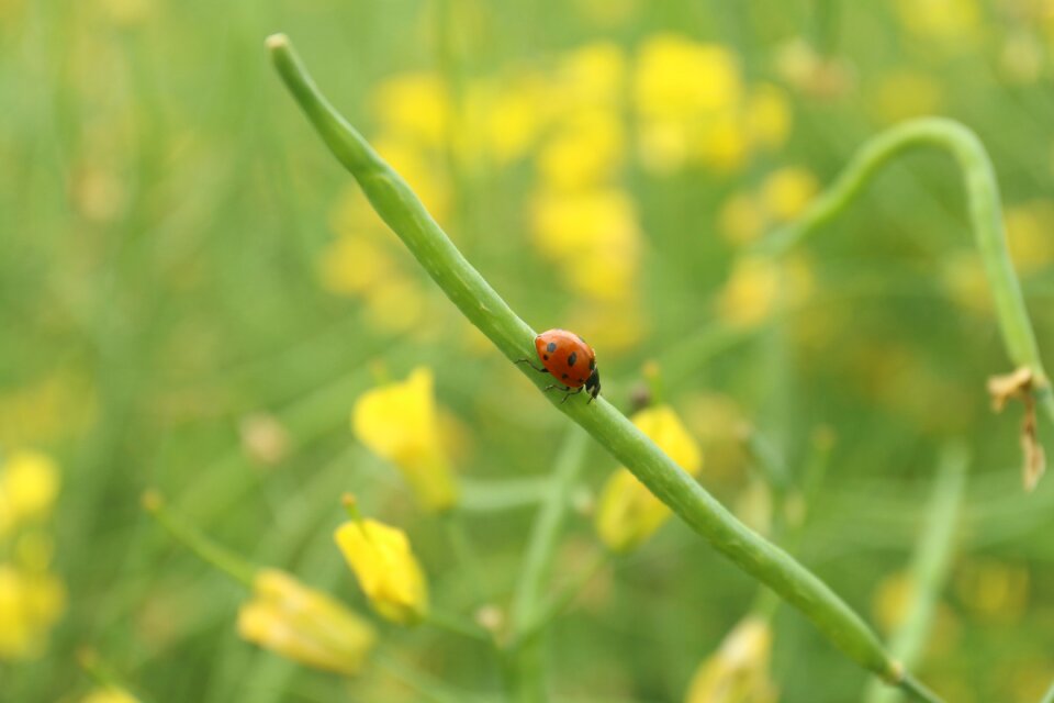 Crawling wild flowers nature